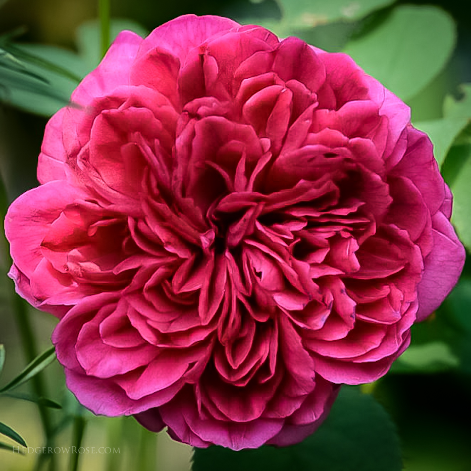 Understanding Rose Blossom Fullness