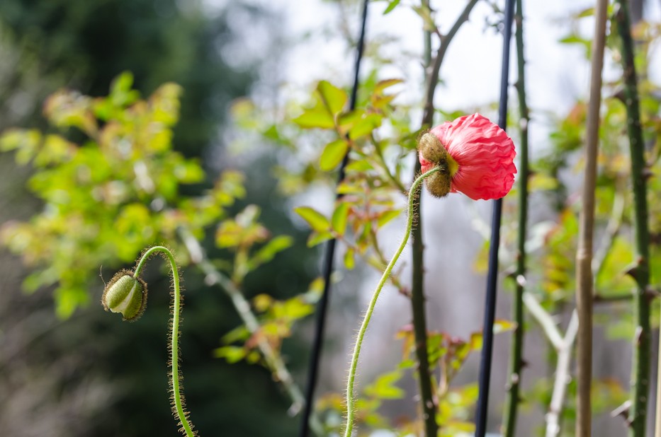 champagne bubbles poppies