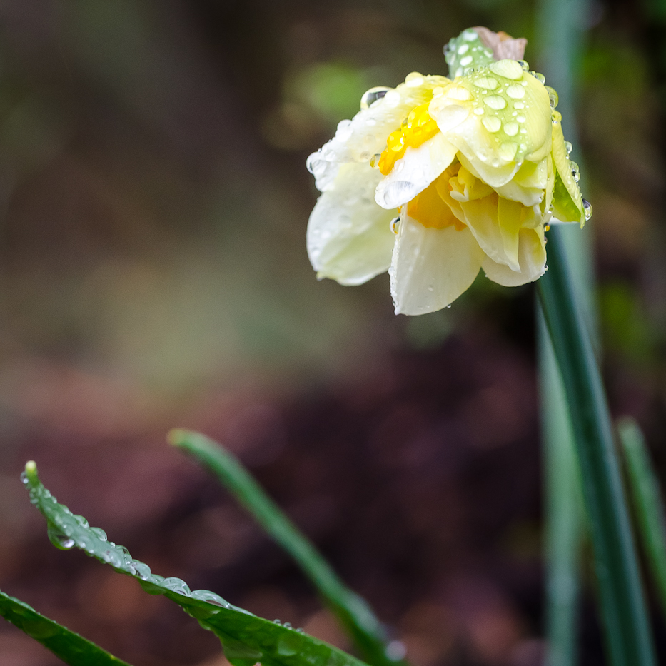 daffodil