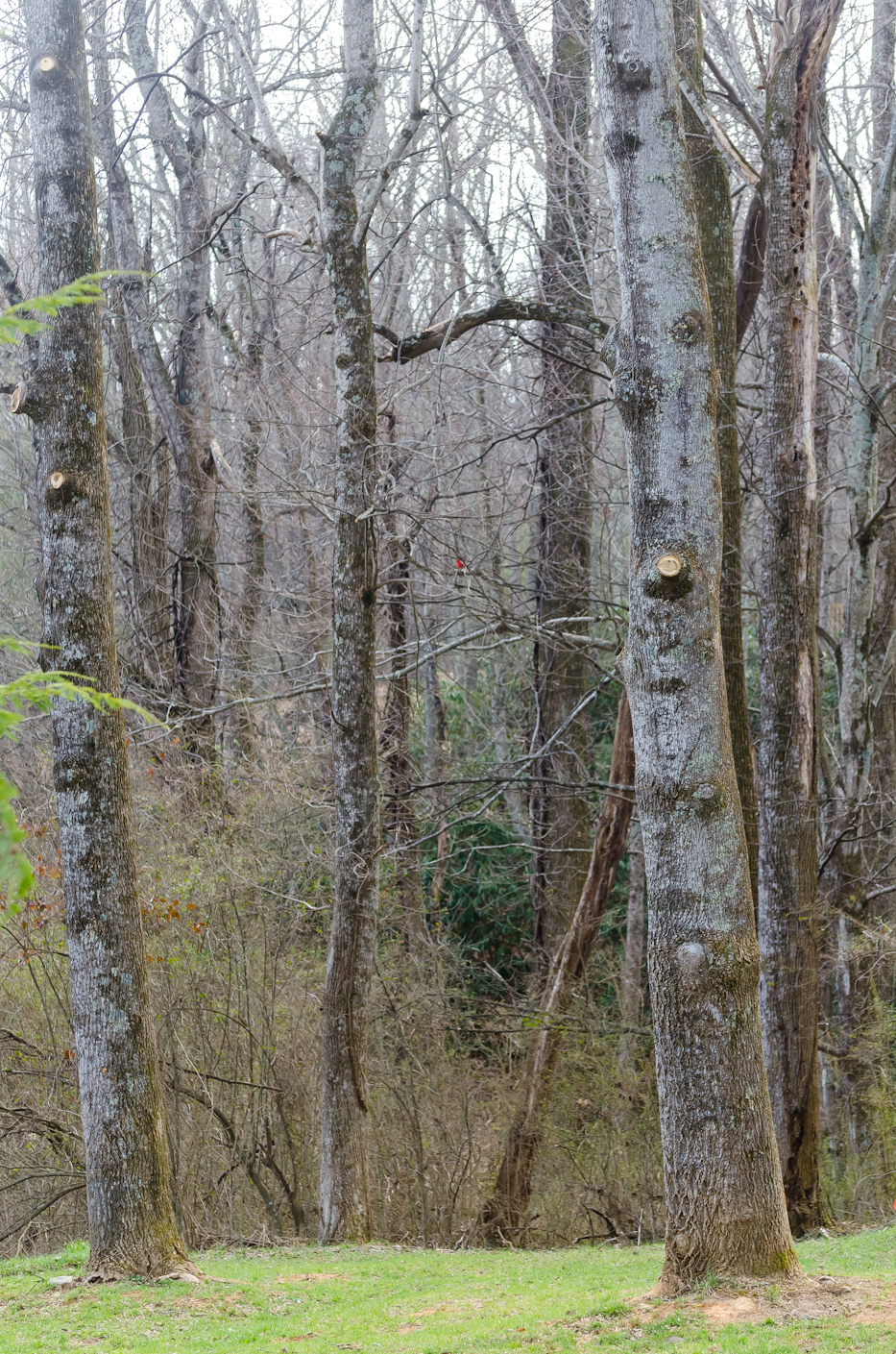 lifting the poplars