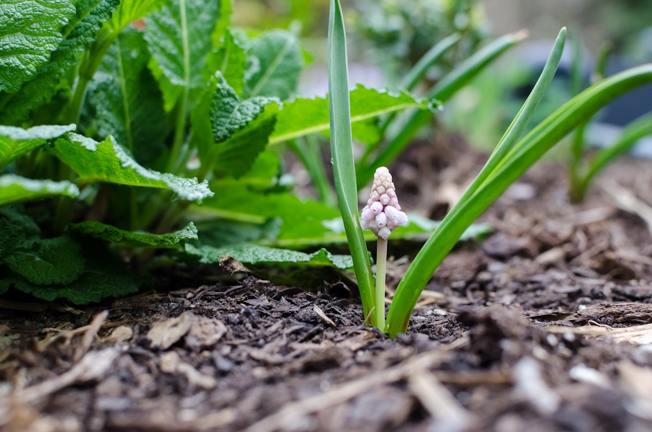 pink muscari