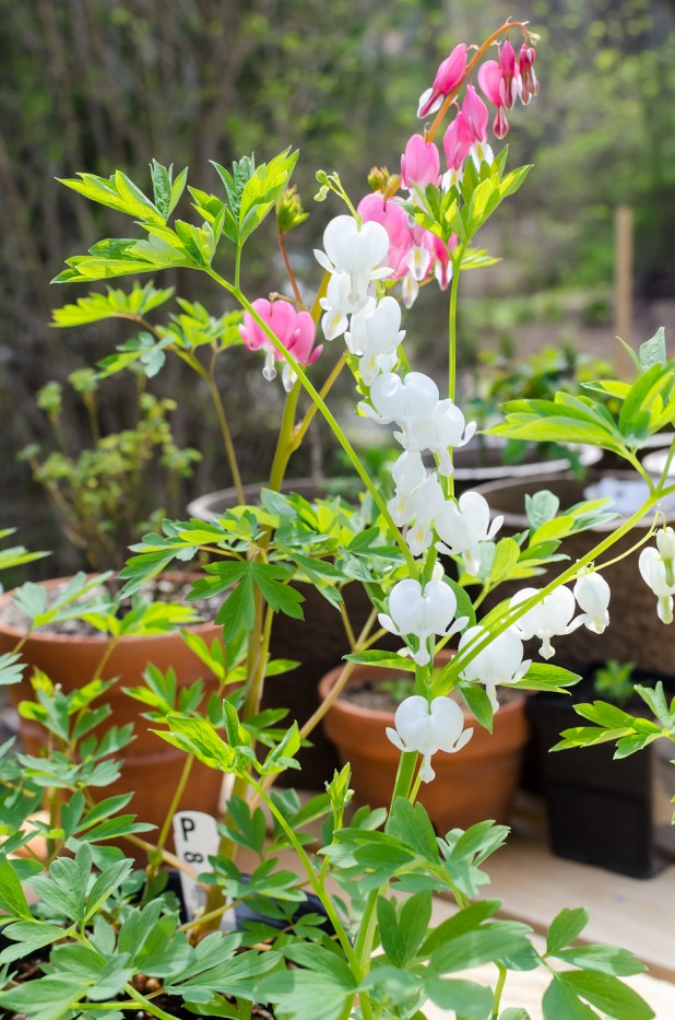 planting the bleeding heart