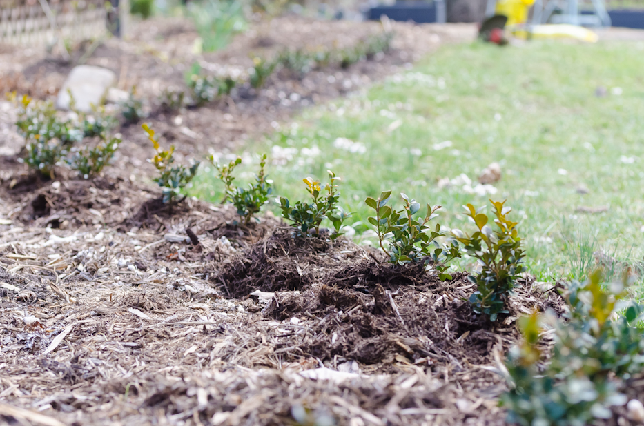 planting the boxwood