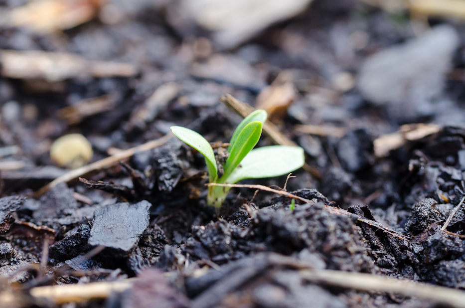 seedling scabiosa