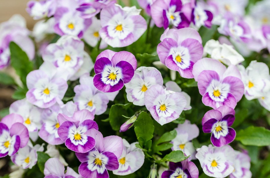 sorbet violas pink halo