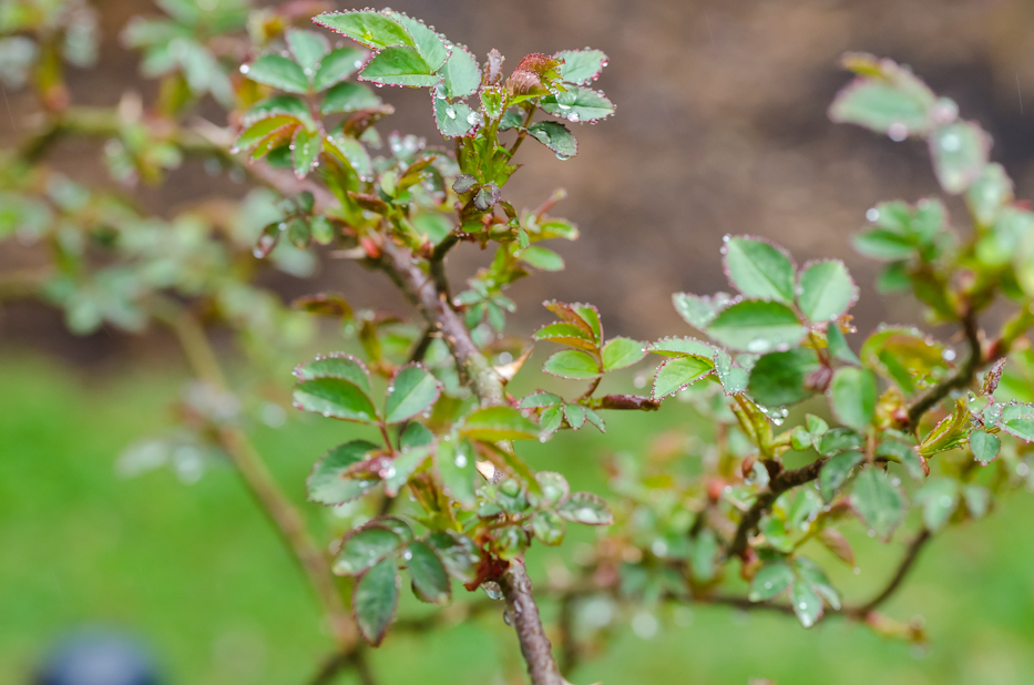 spring rain