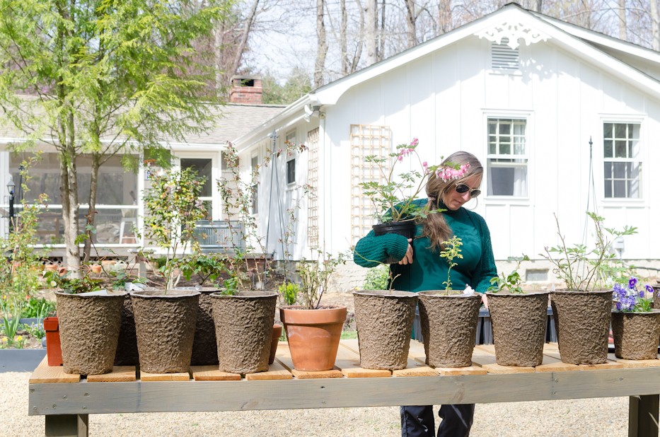 the new garden in spring