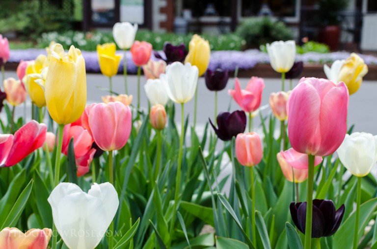 Biltmore Blooms