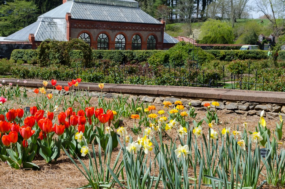 Biltmore Blooms - 15