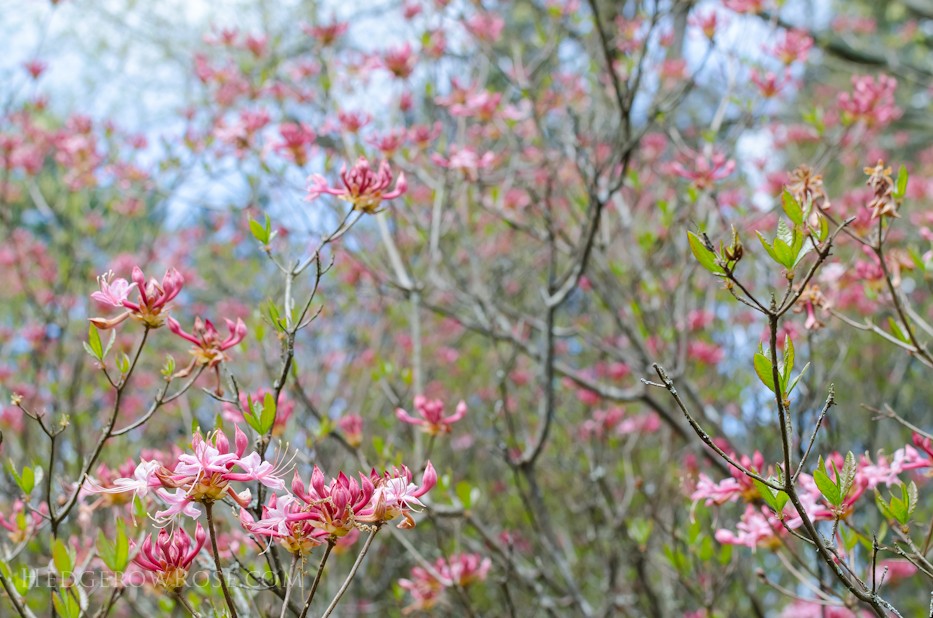 Biltmore Blooms - 18