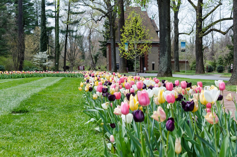 Biltmore Blooms - 2