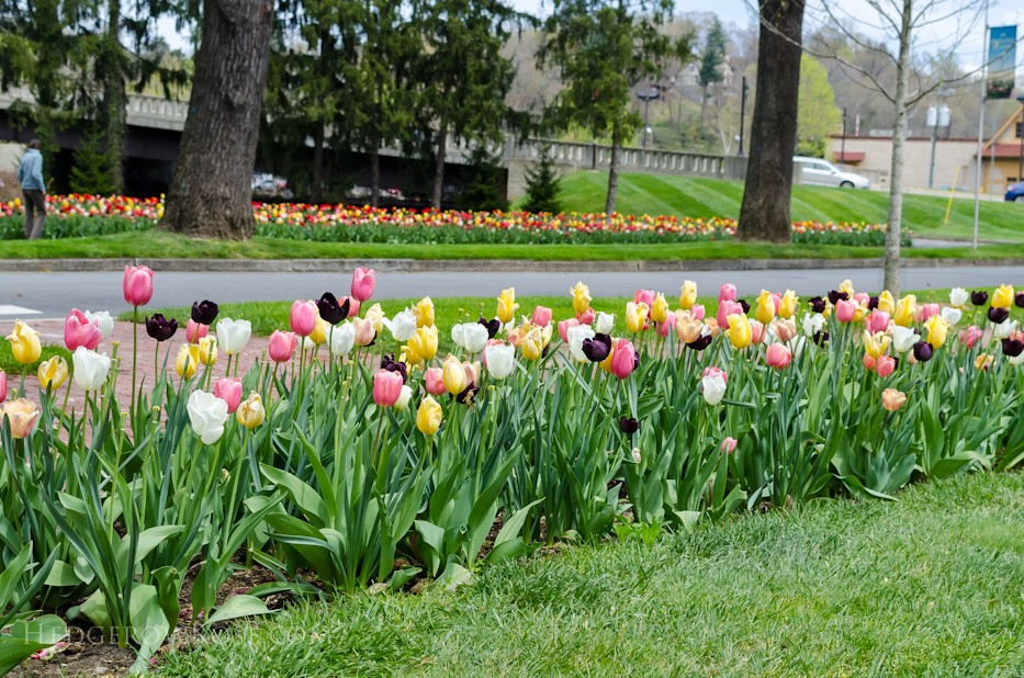 Biltmore Blooms - 3