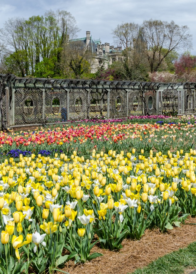 Biltmore Blooms - end