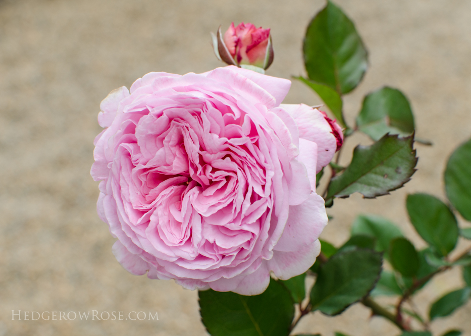 Summer Romance - Kordes Rose - Hedgerow Rose