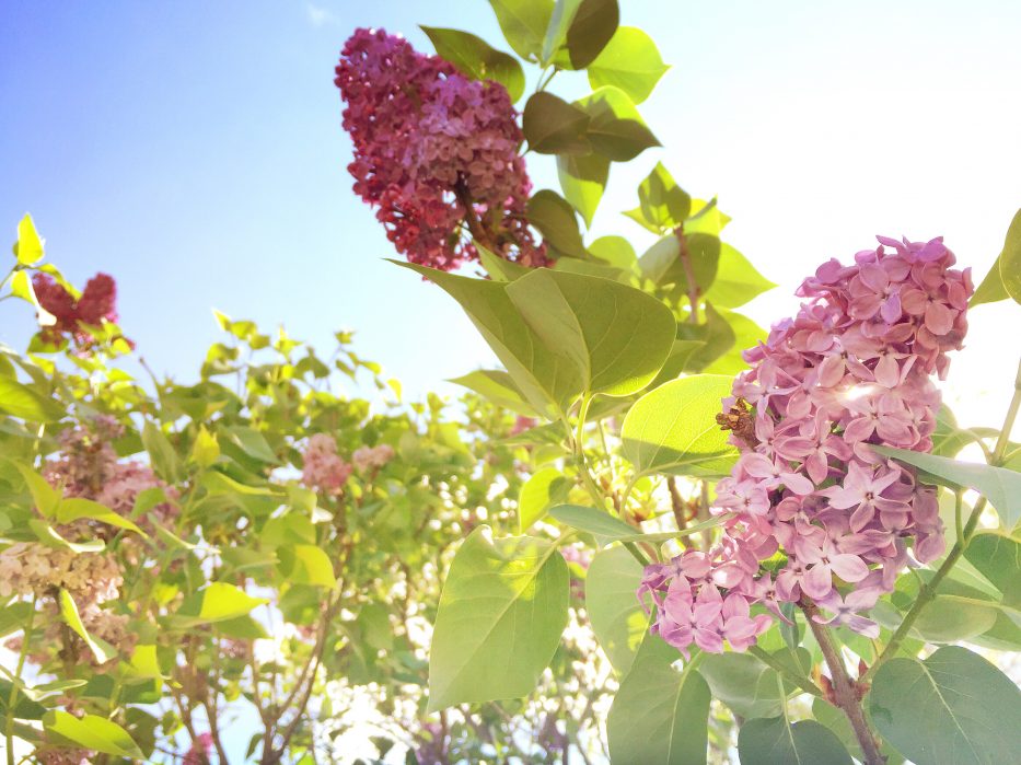 lilacs on our walk