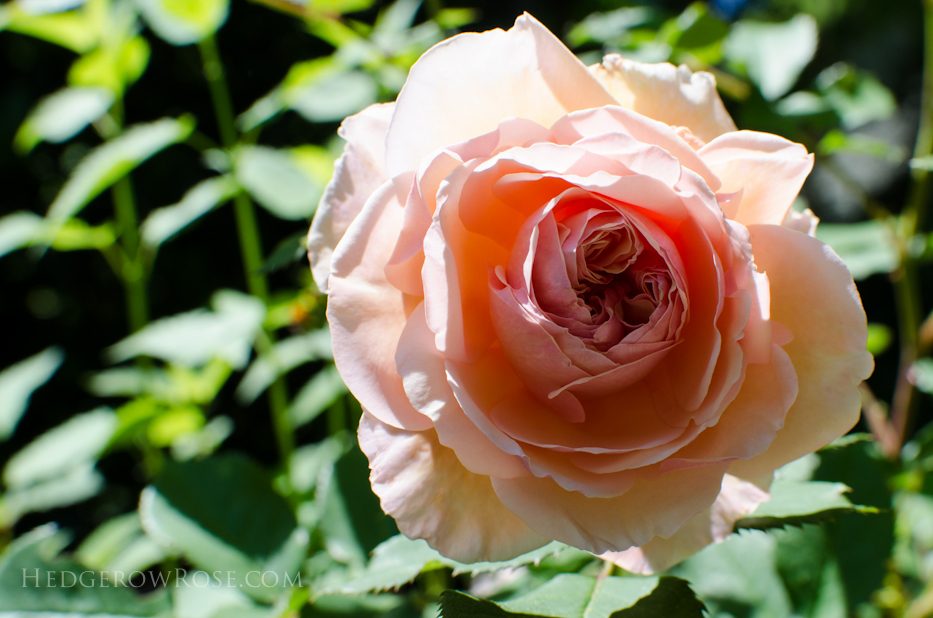 A Shropshire Lad May 2016