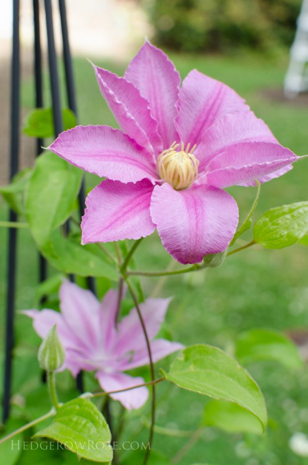 garden 5-17-17