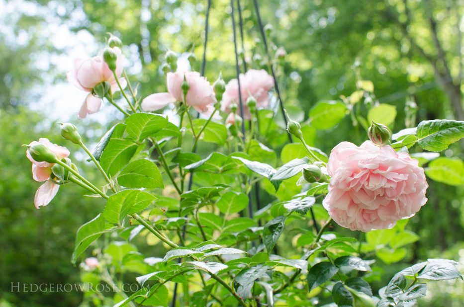 garden 5-17-18