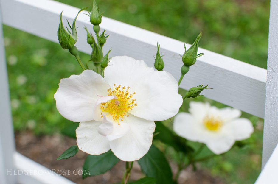 garden 5-17-19