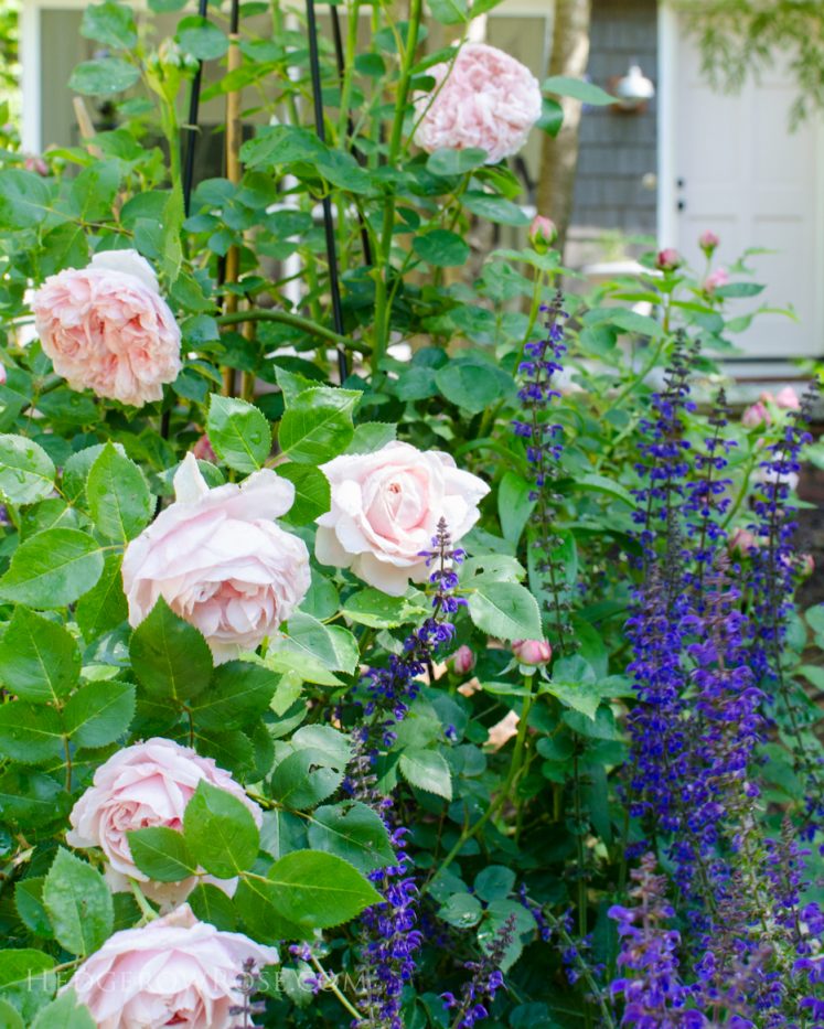 pink door and roses