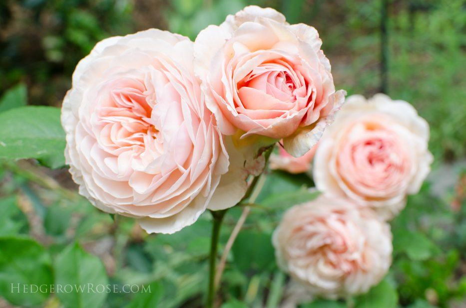 A Shropshire Lad 6-8-1