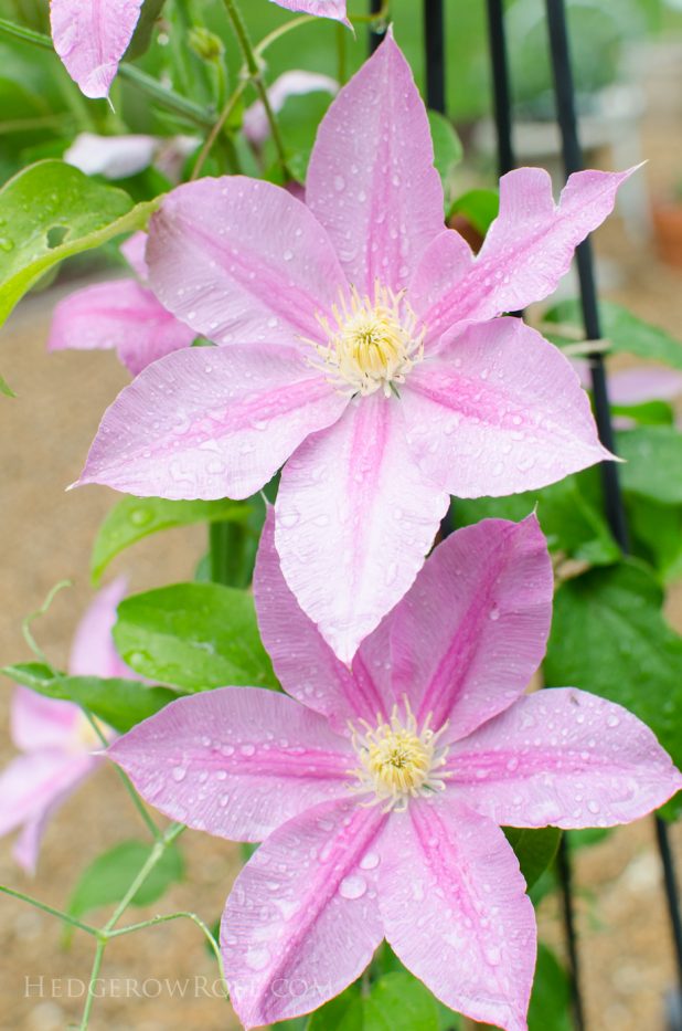 Clematis 6-8-2