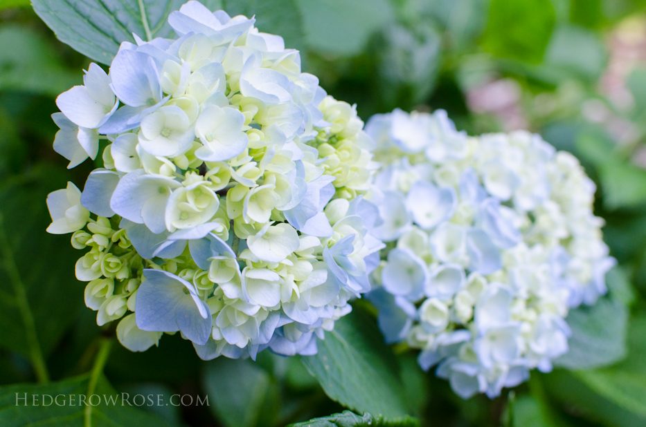 Hydrangea 6-8-1