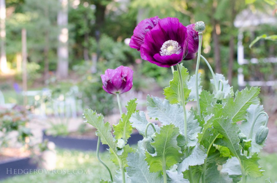 Lauren's Grape Poppies 6-8-1