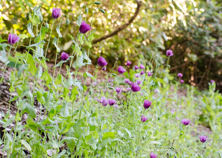 Lauren's Grape Poppies 6-8-2