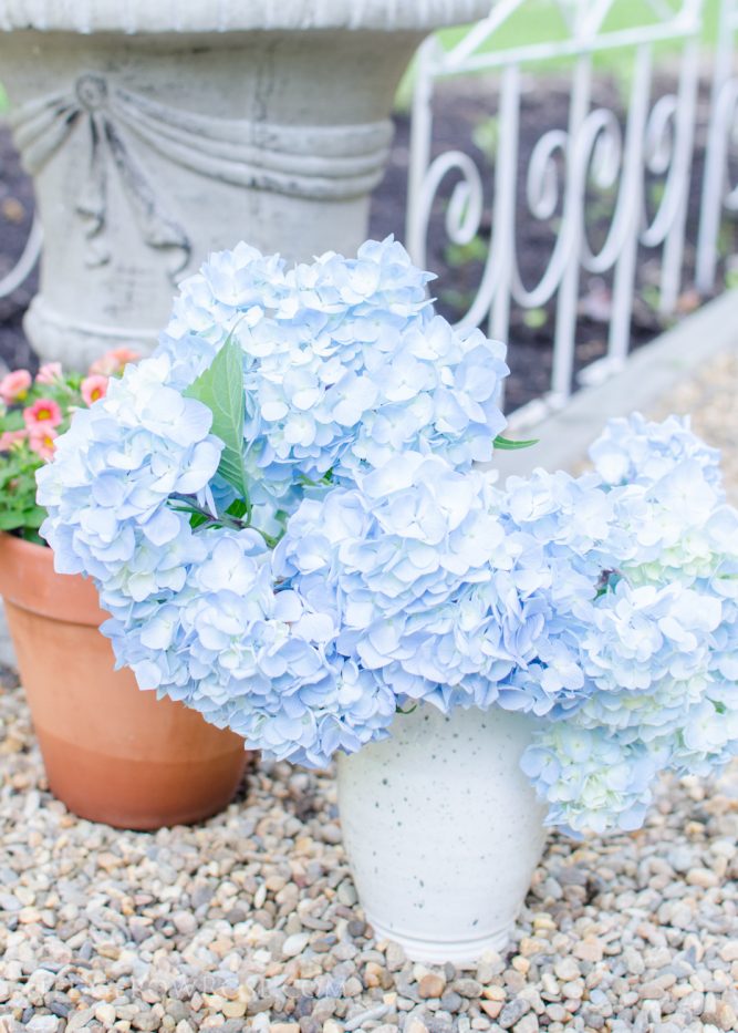 blue hydrangeas 2