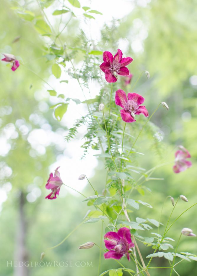 clematis climbing the hemlock 6-21-1