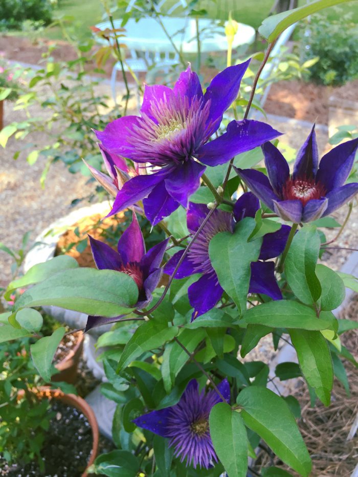 clematis in container garden