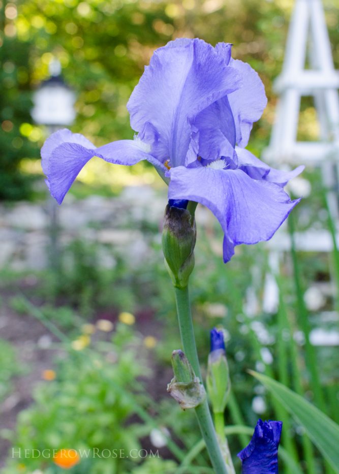 iris 6-21-1