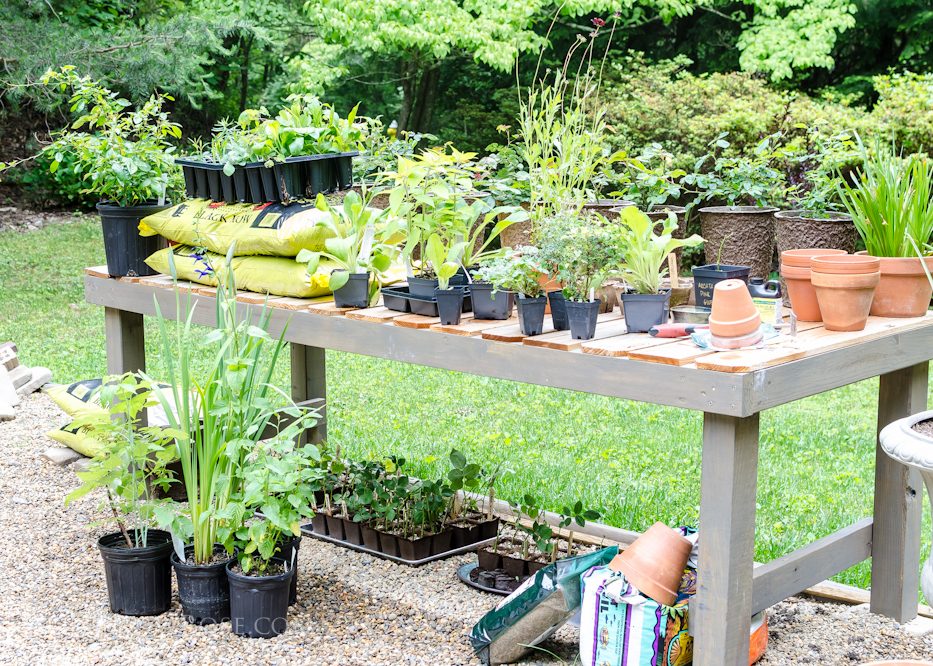 plant sale loot 6-8-1