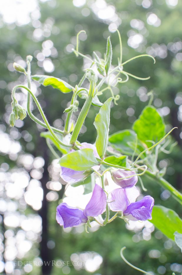 sweet peas 6-21-1