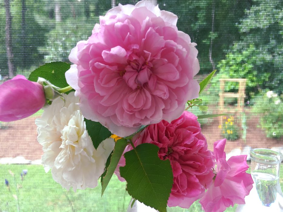 In Bloom & Other News From the Garden – Hedgerow Rose®