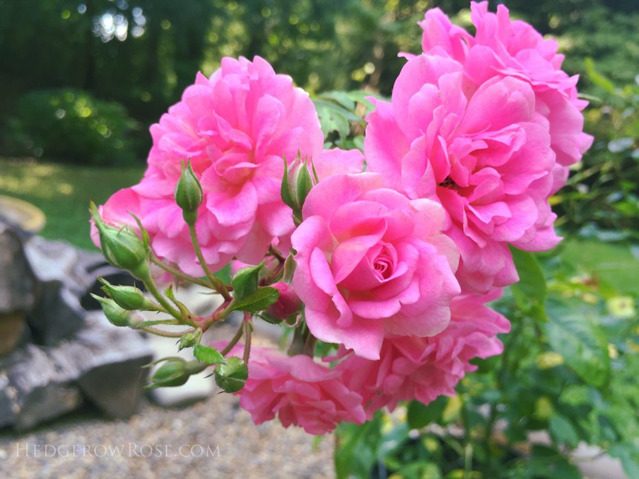 Rosa 'Blooming Marvellous', Rose 'Blooming Marvellous' in GardenTags plant  encyclopedia