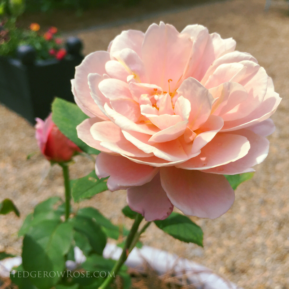 In Bloom & Other News From the Garden – Hedgerow Rose®