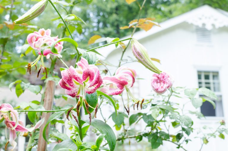 July Blooms