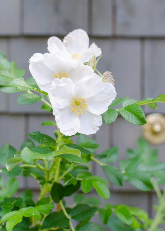 Roses by the front door 2