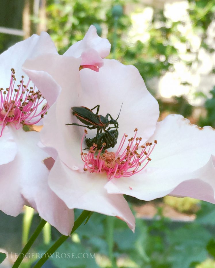 Wheel bug eating Japanese beetle