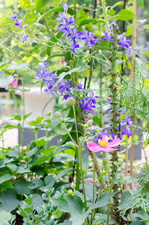 anemone and larkspur