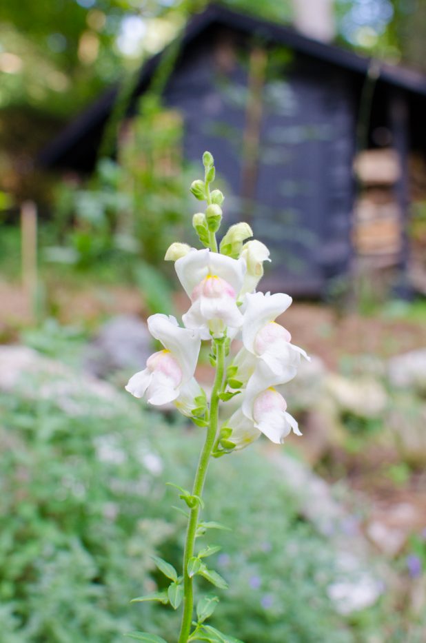 appleblossom snapdragon