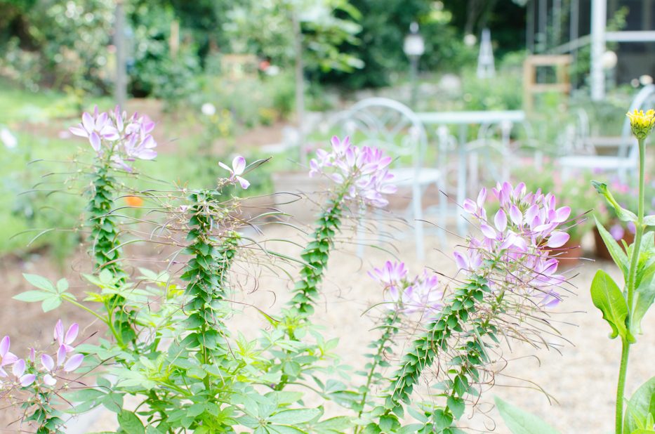 cleome july 2016