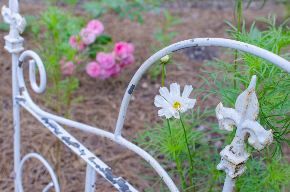 cosmos july 2016