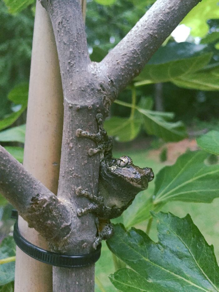 gray tree frog in a fig tree