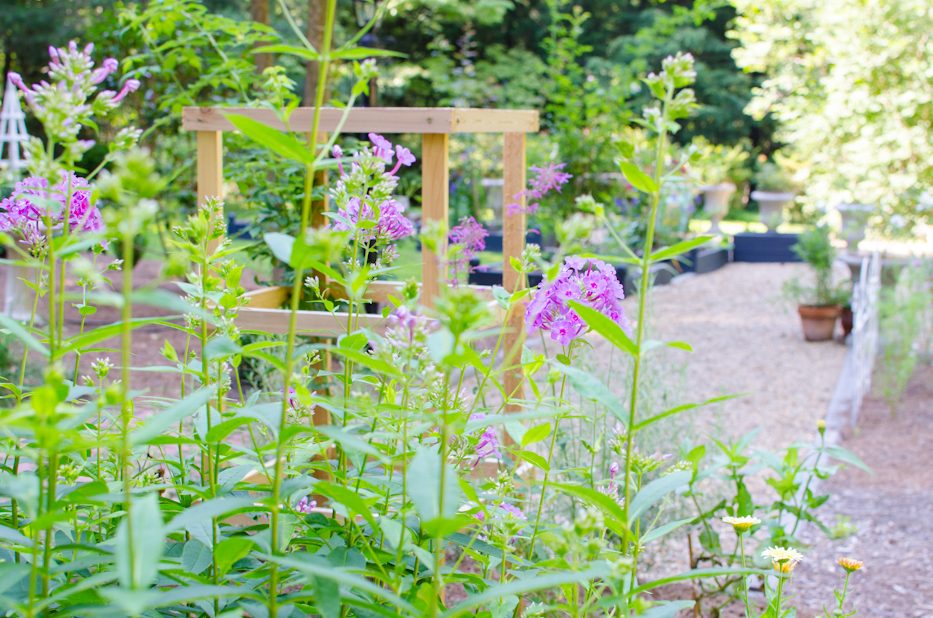 phlox 2 july 2016