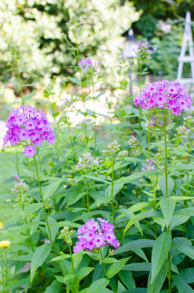 phlox july 2016