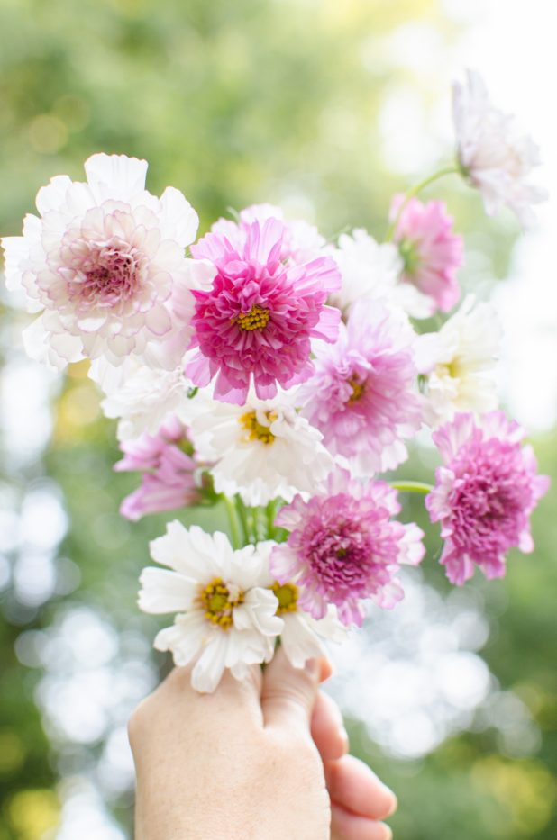 pink and white double click cosmos