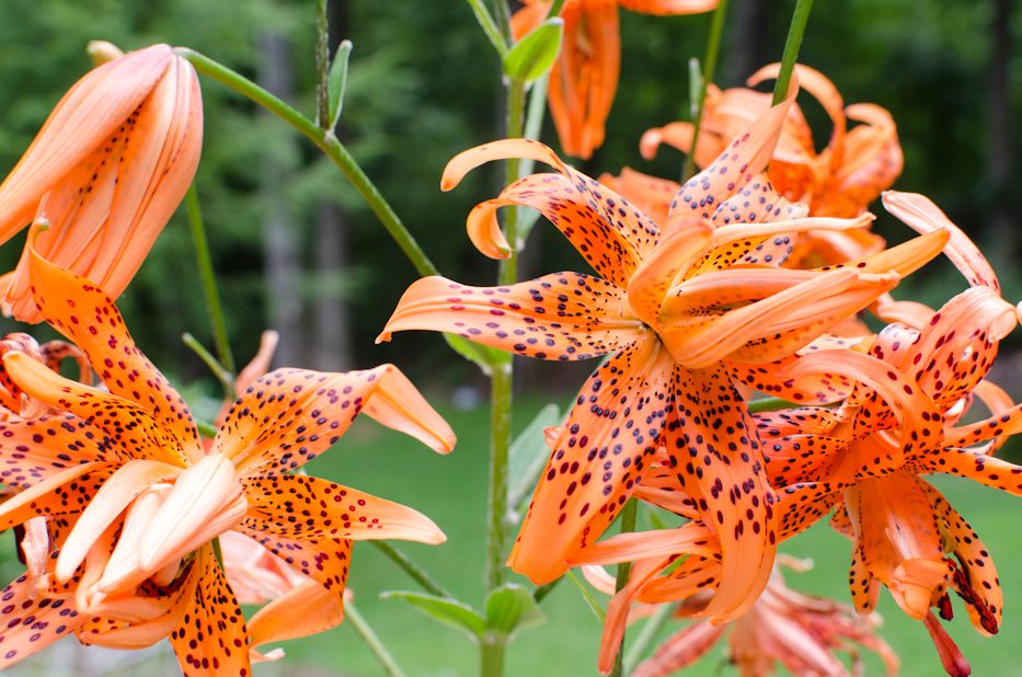 tiger lilies july 2016